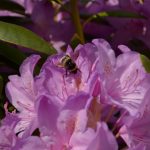 DSC_5135 DSC_5135