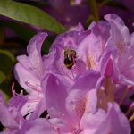 DSC_5138 DSC_5138