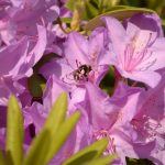 DSC_5144 DSC_5144